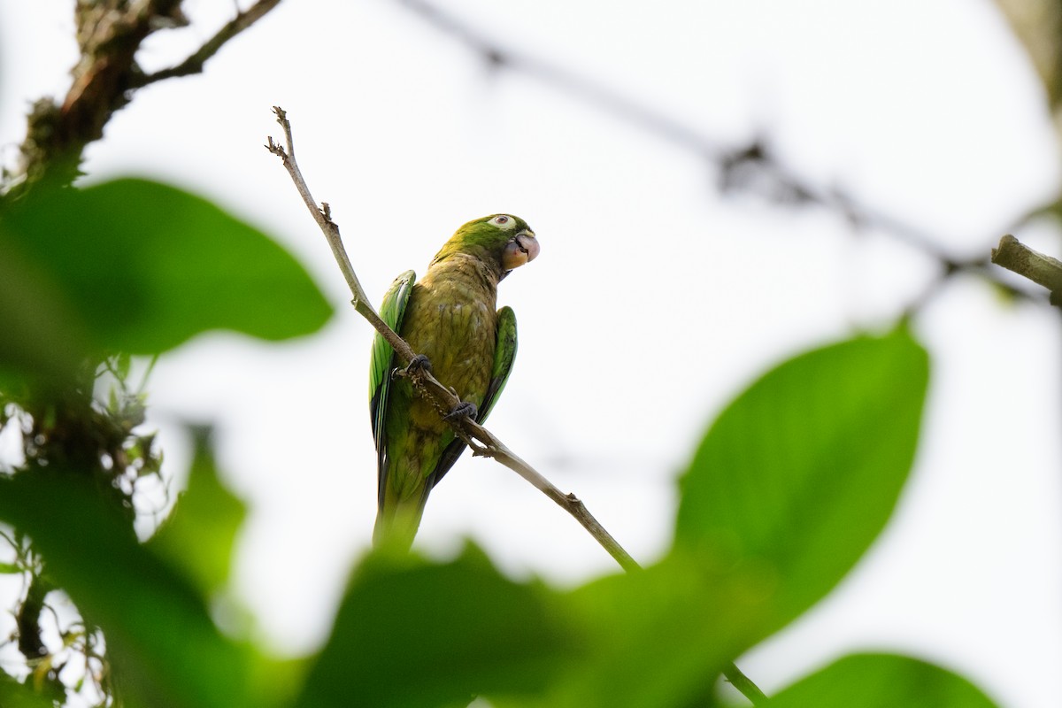 Olive-throated Parakeet - ML620427979