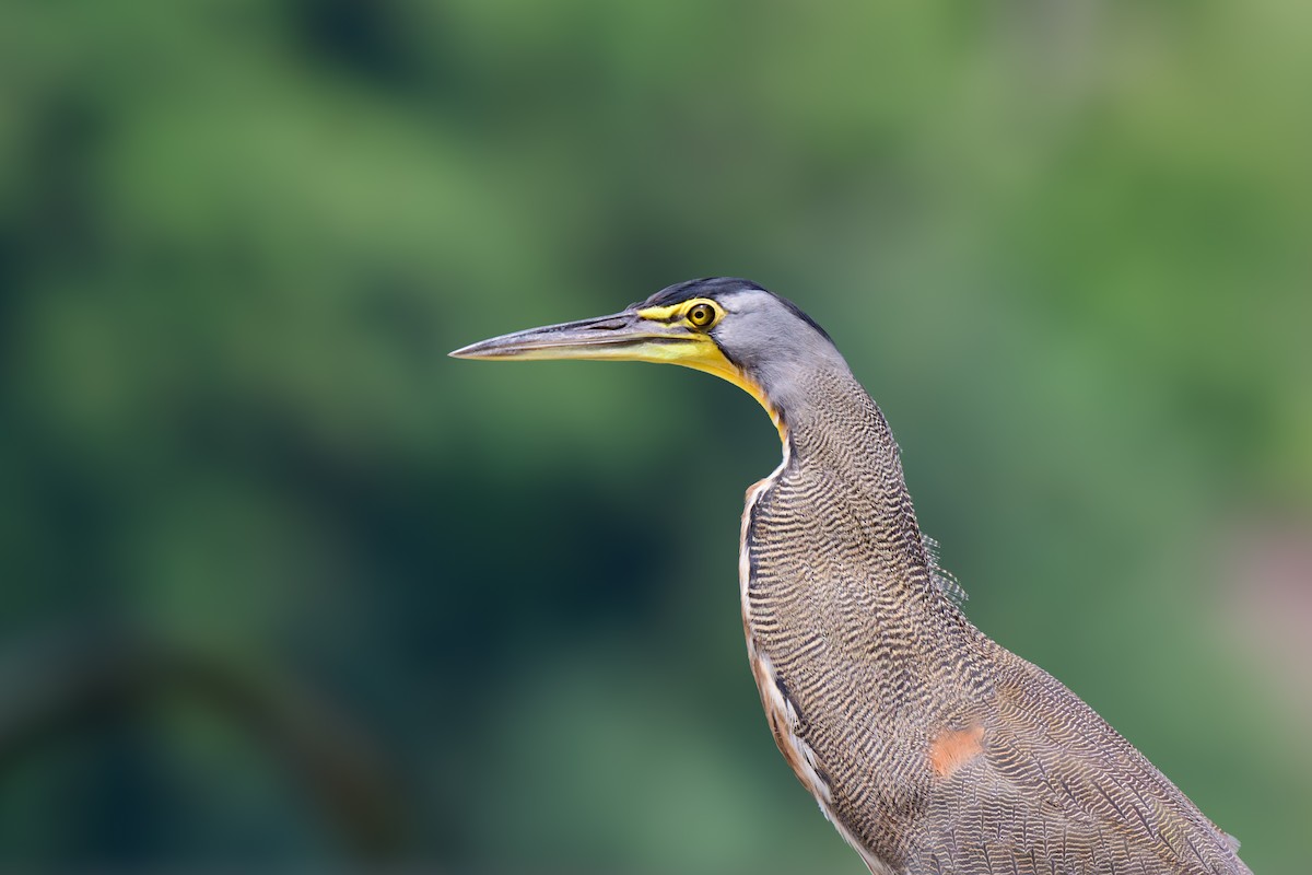 Bare-throated Tiger-Heron - ML620427986