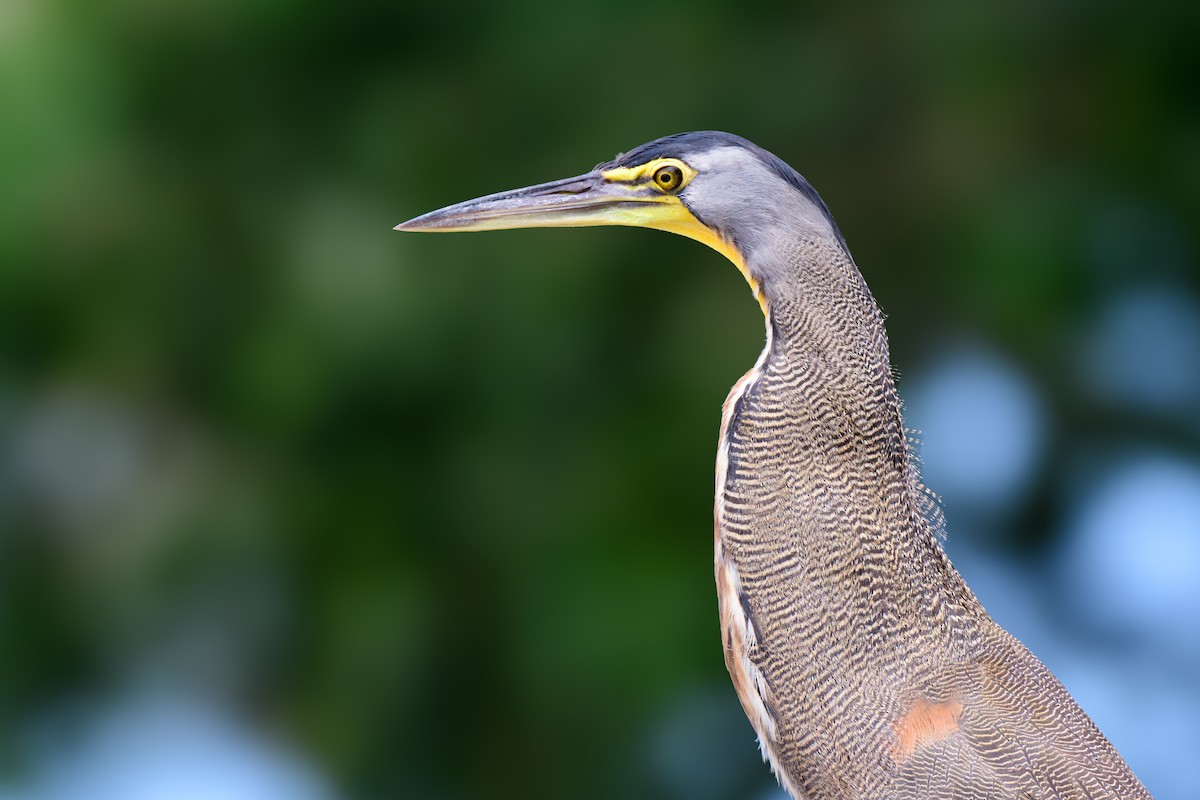 Bare-throated Tiger-Heron - ML620427989