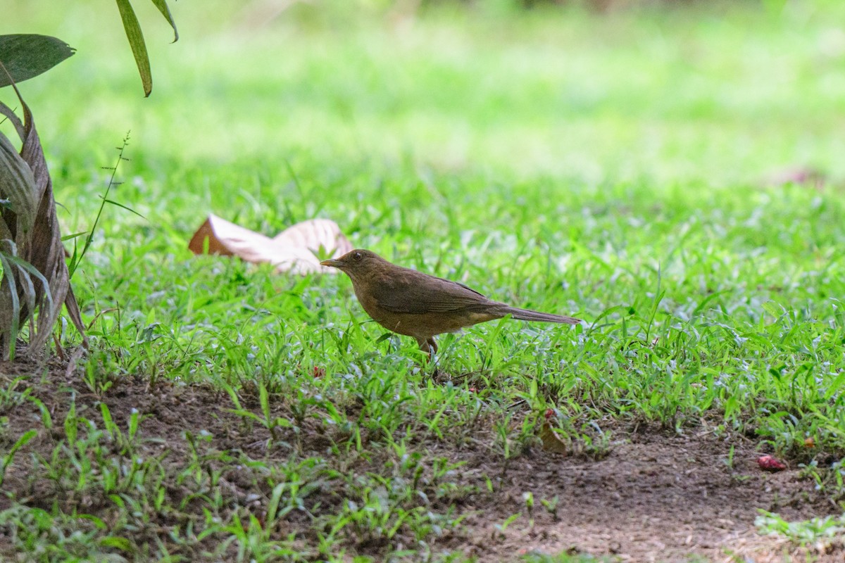 Clay-colored Thrush - ML620427993