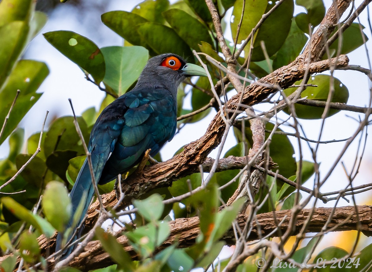 Chestnut-bellied Malkoha - Lisa & Li Li