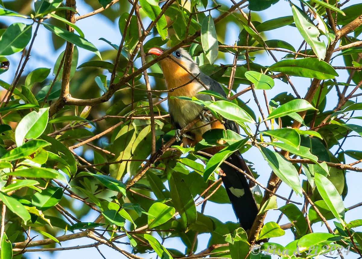 Red-billed Malkoha - ML620427997