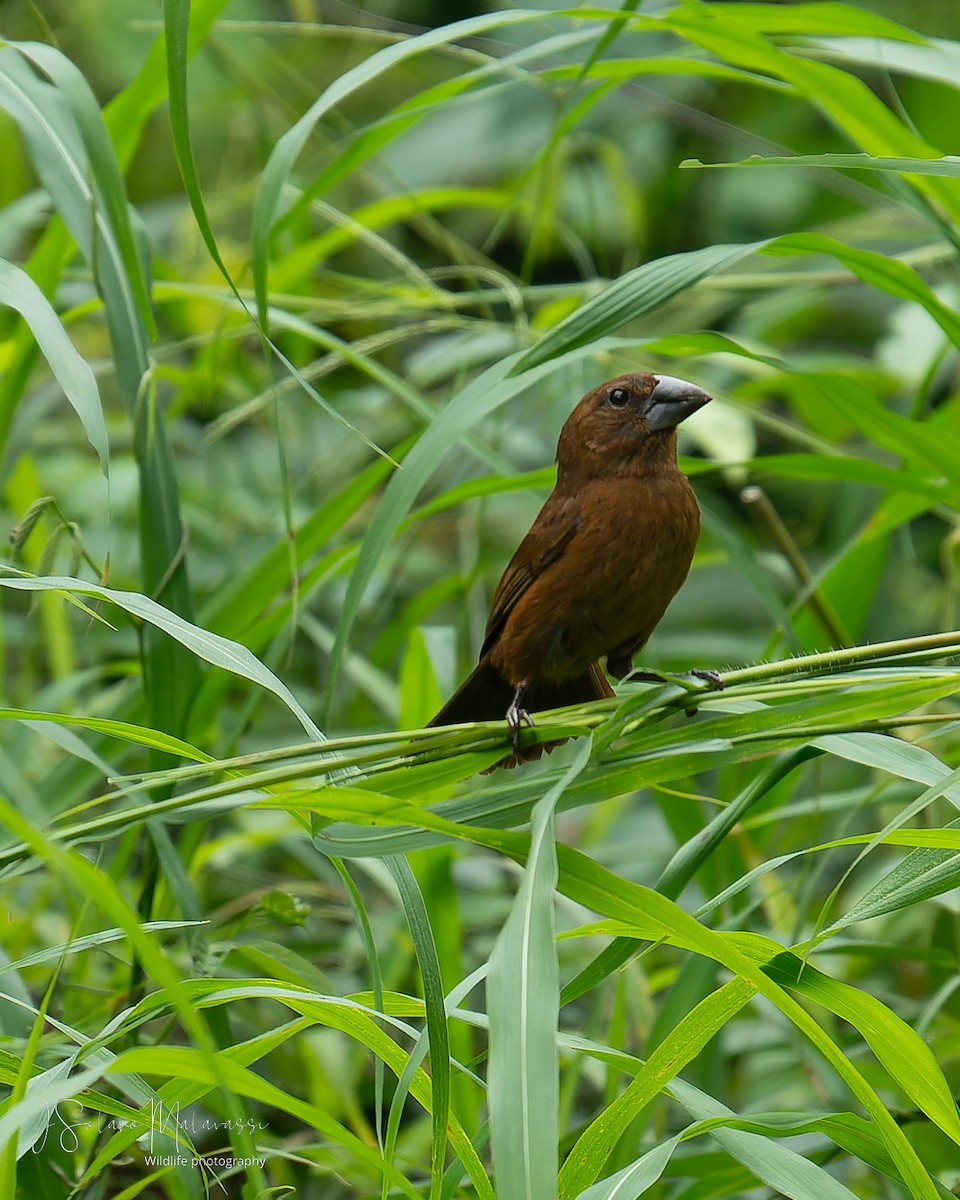 Blue-black Grosbeak - ML620428000