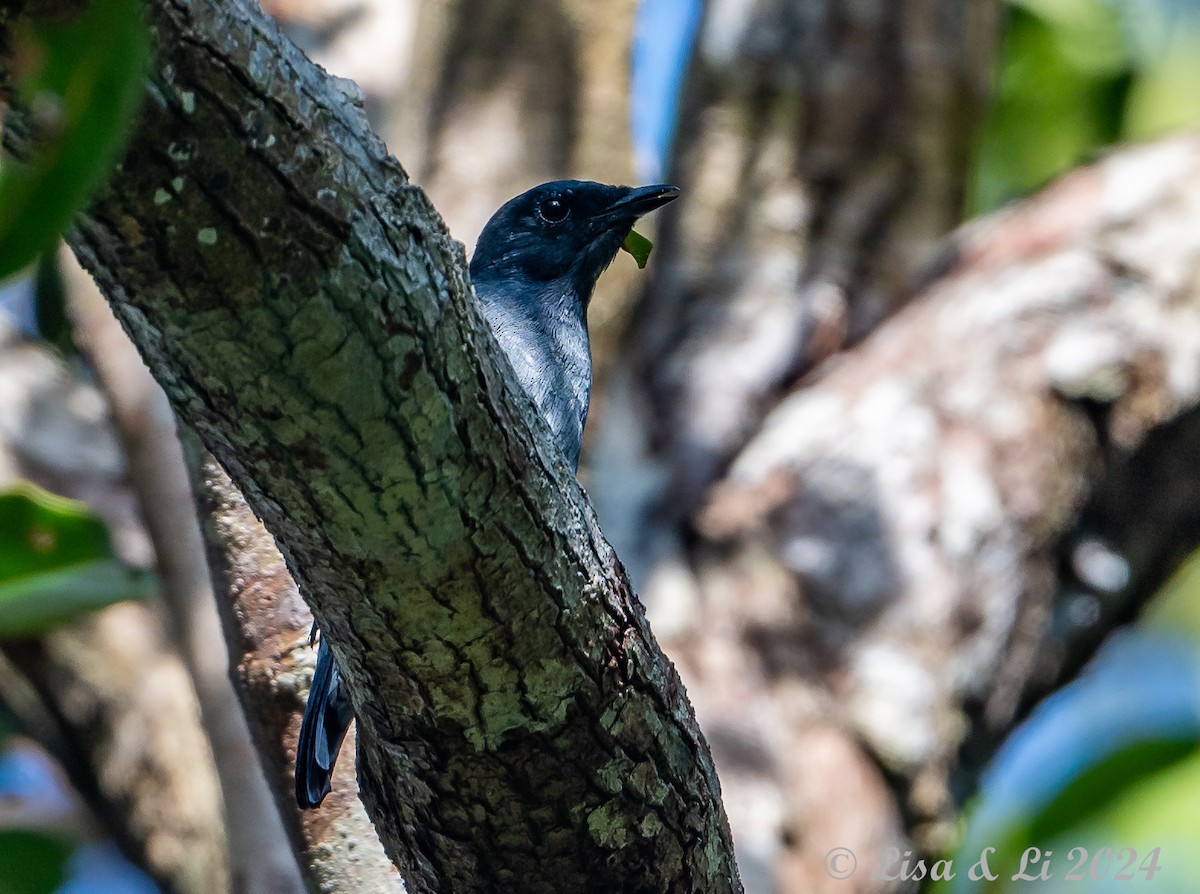 Lesser Cuckooshrike - ML620428006