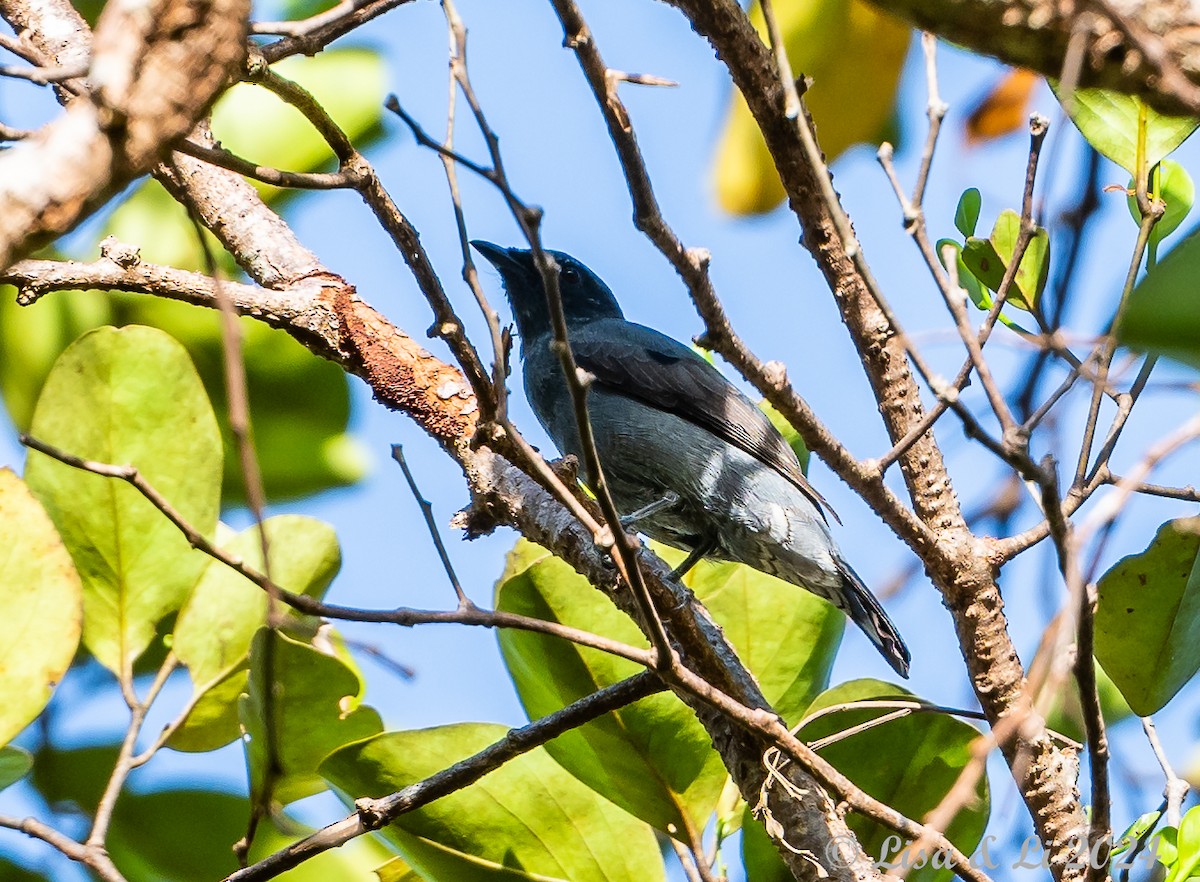 Lesser Cuckooshrike - ML620428008