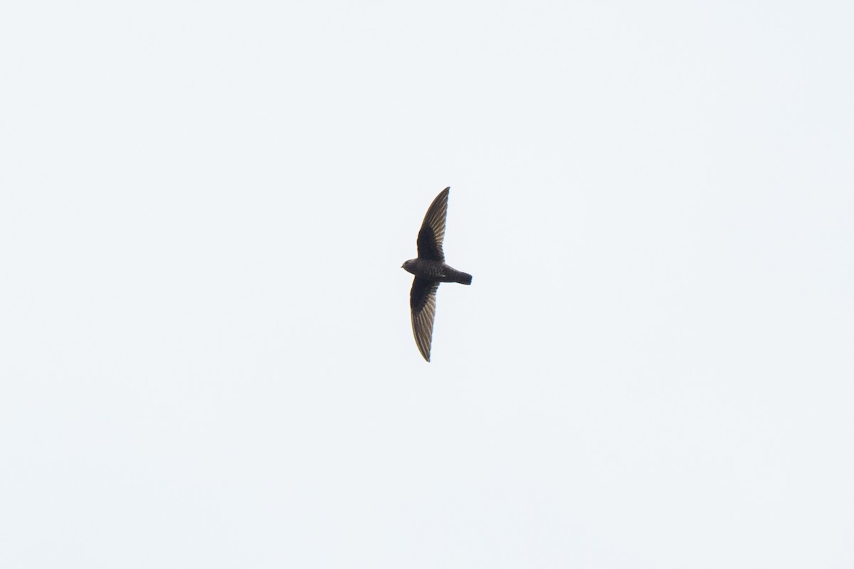 Black Swift - ML620428012