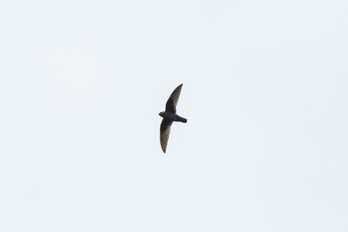 Black Swift - ML620428014