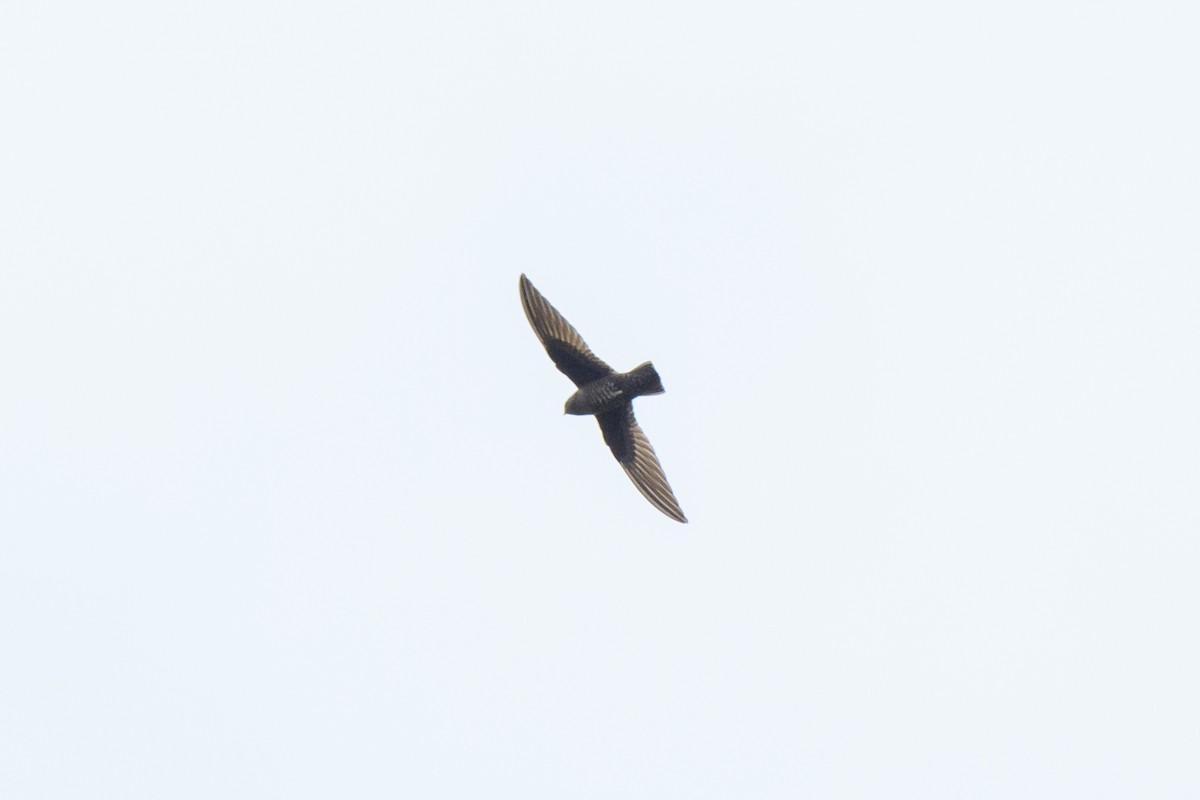 Black Swift - ML620428015