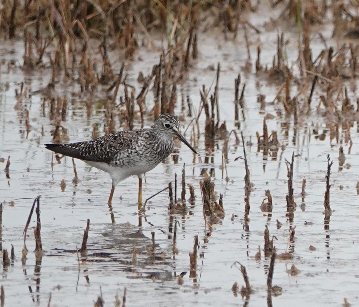 Lesser Yellowlegs - ML620428018