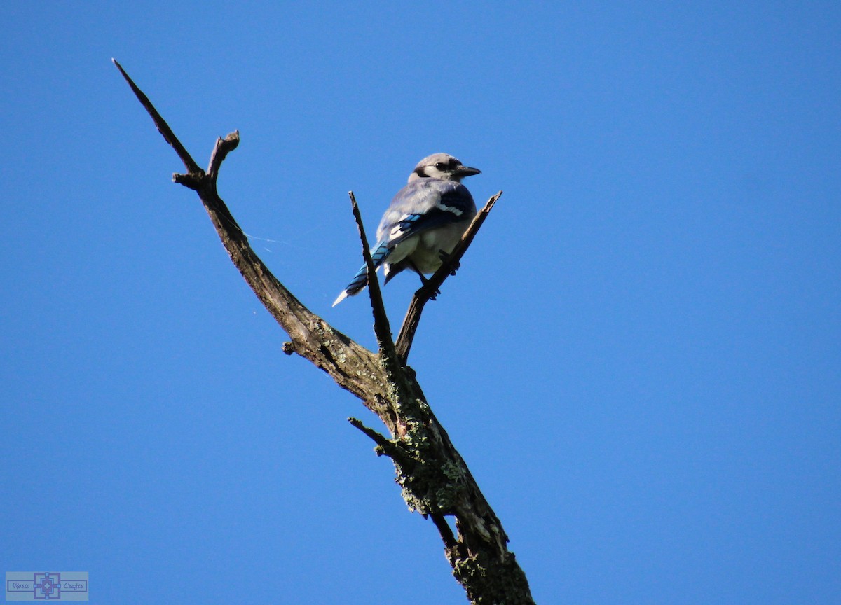 Blue Jay - ML620428019