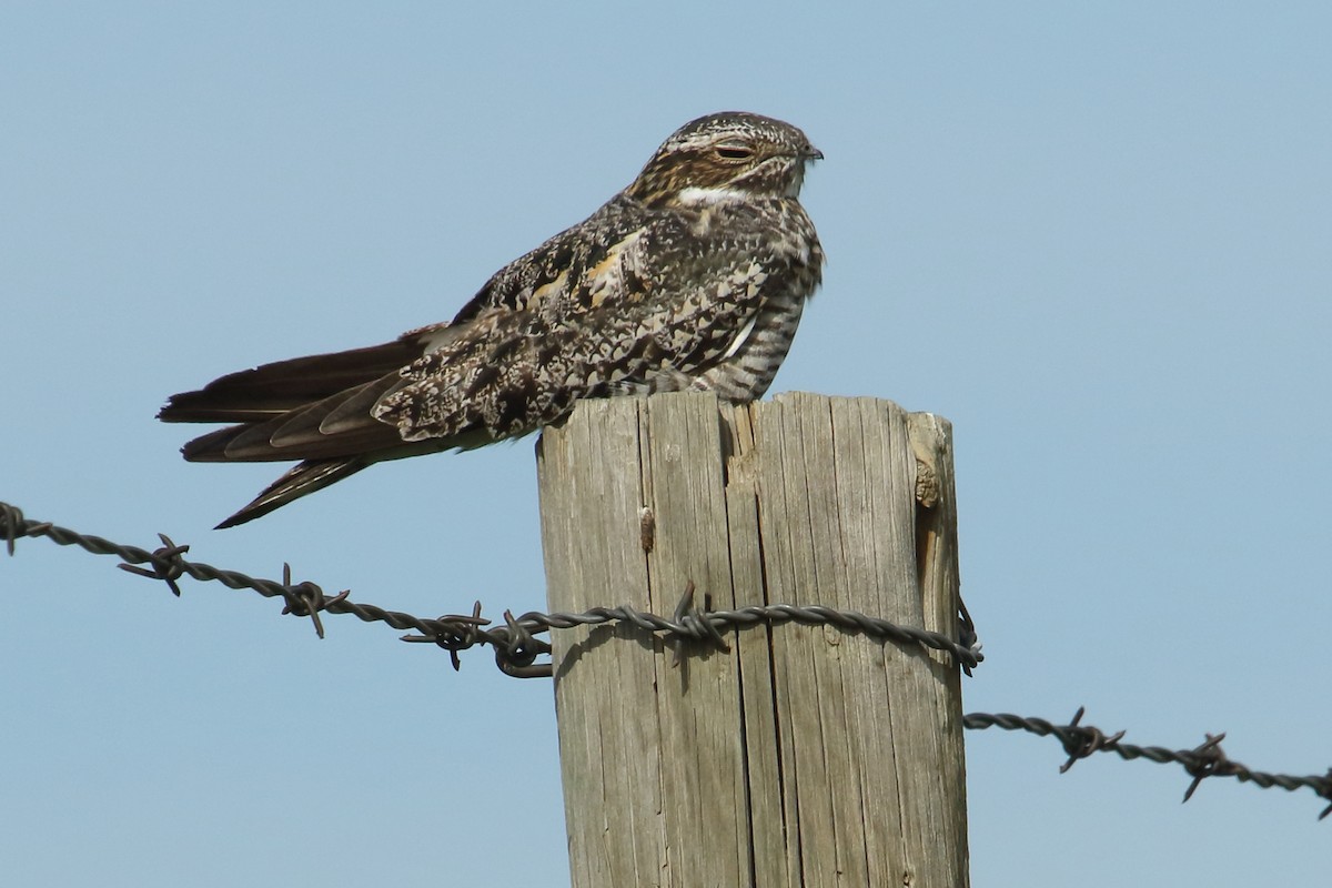 Common Nighthawk - ML620428020