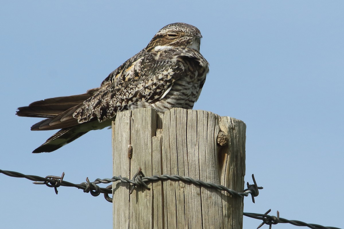 Common Nighthawk - ML620428022