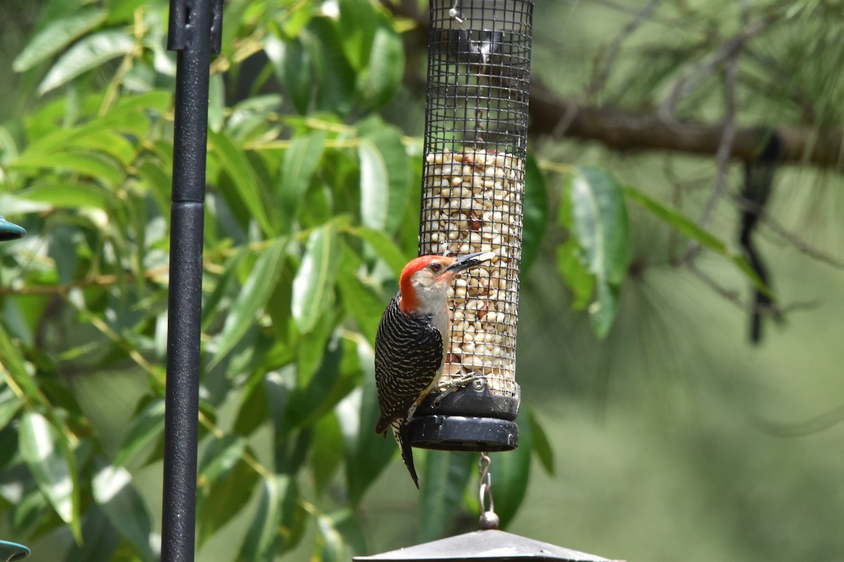 Red-bellied Woodpecker - ML620428027
