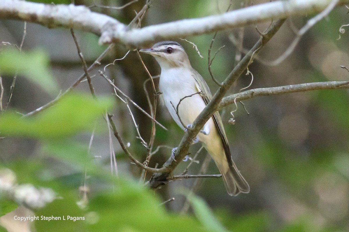 Red-eyed Vireo - ML620428029