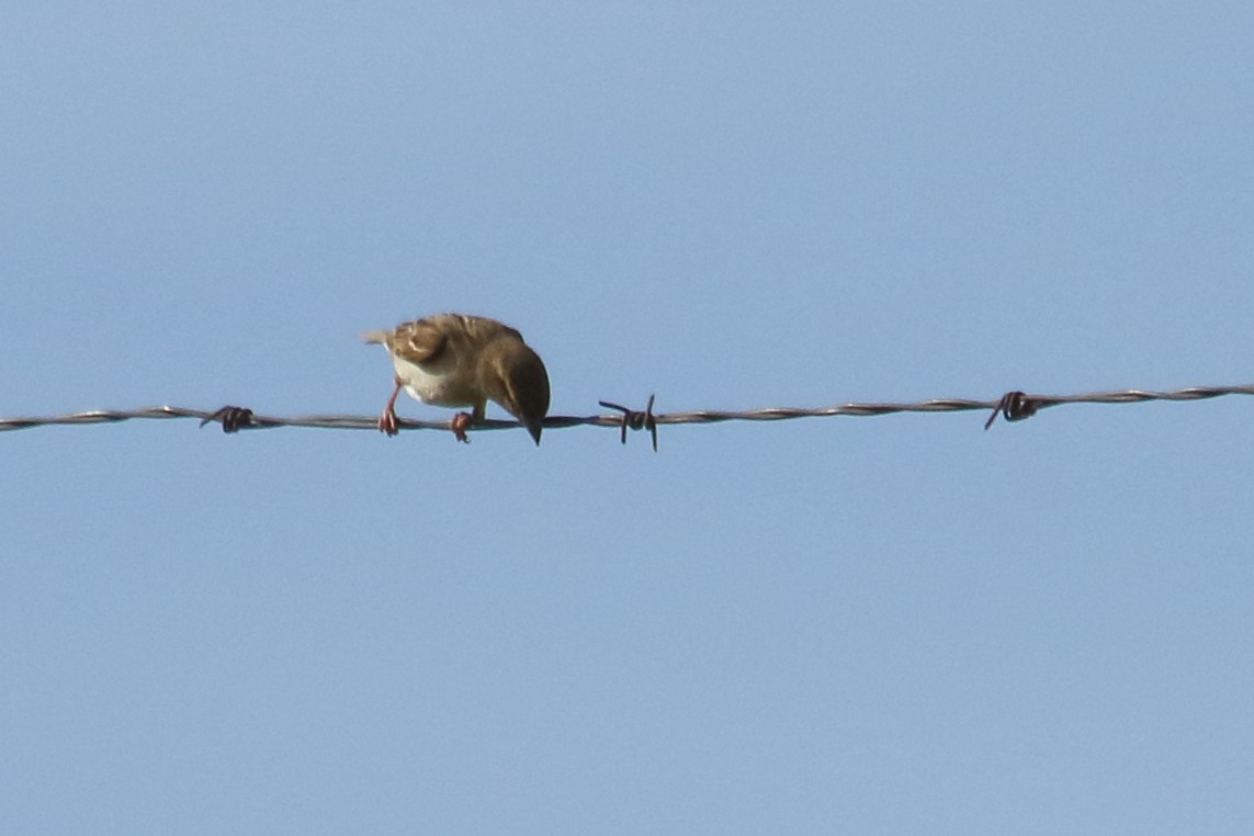 Grasshopper Sparrow - ML620428031