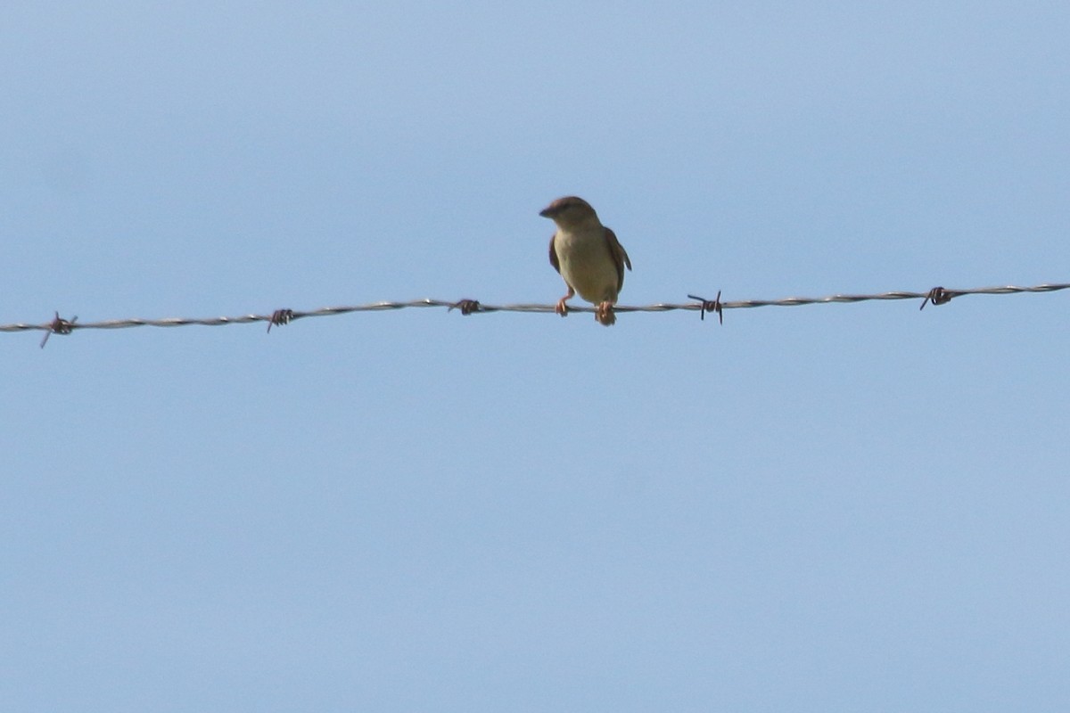 Grasshopper Sparrow - ML620428033