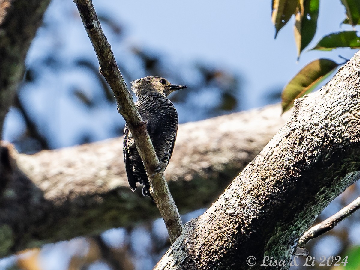 Buff-rumped Woodpecker - ML620428034