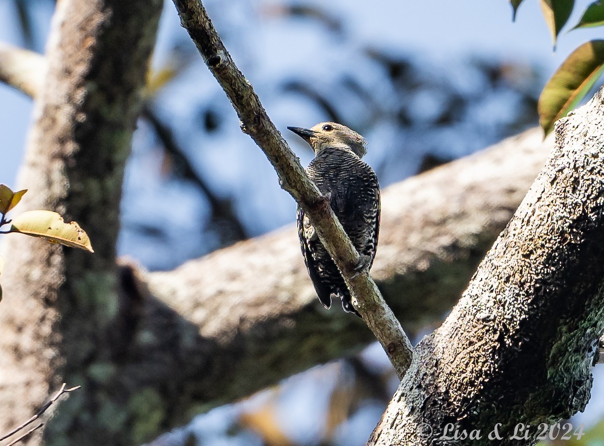 Buff-rumped Woodpecker - ML620428035