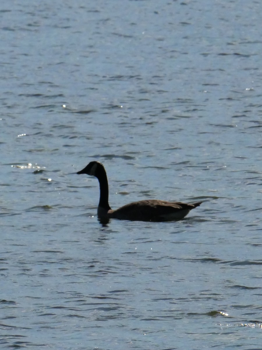 Canada Goose - ML620428037