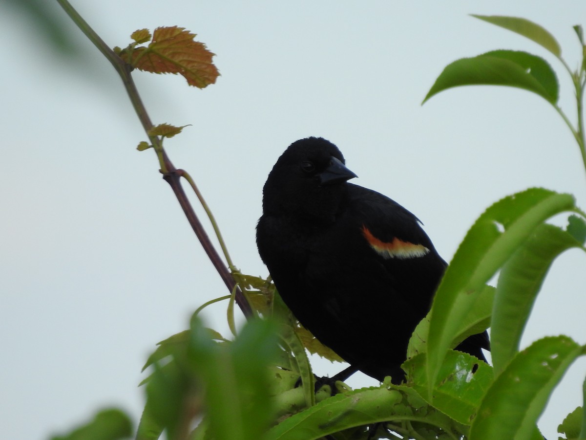 Red-winged Blackbird - ML620428039