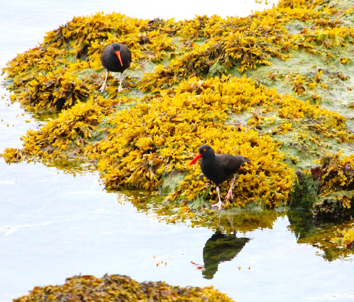 Black Oystercatcher - ML620428040