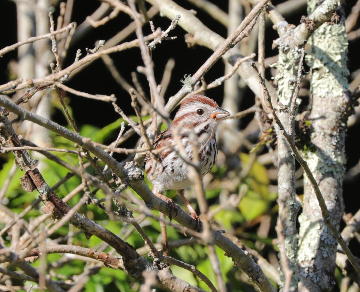 Song Sparrow - ML620428042