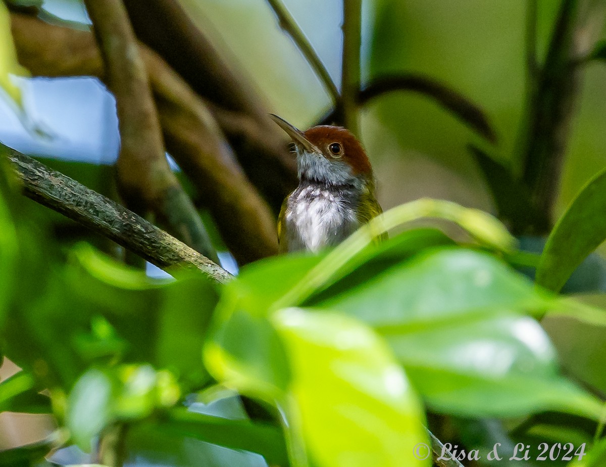 Dark-necked Tailorbird - ML620428043