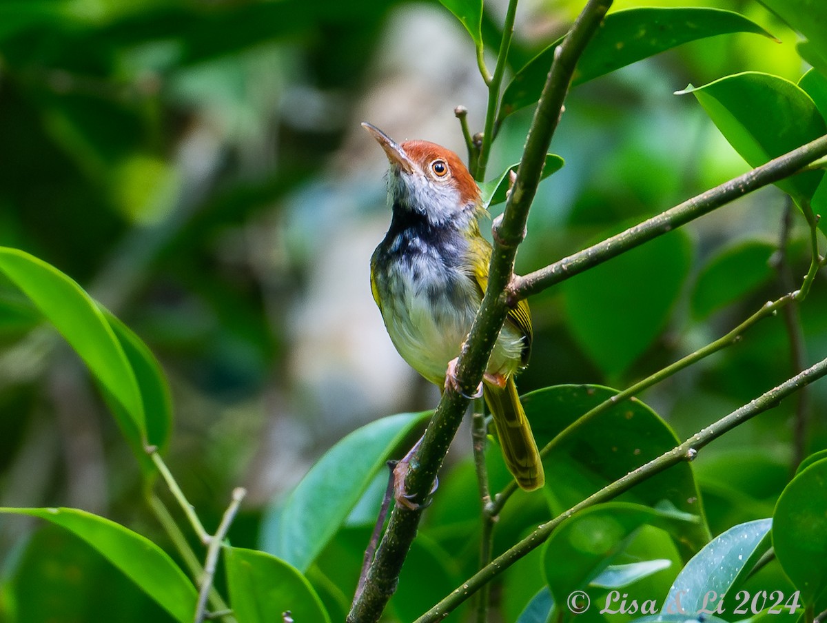 Dark-necked Tailorbird - ML620428044