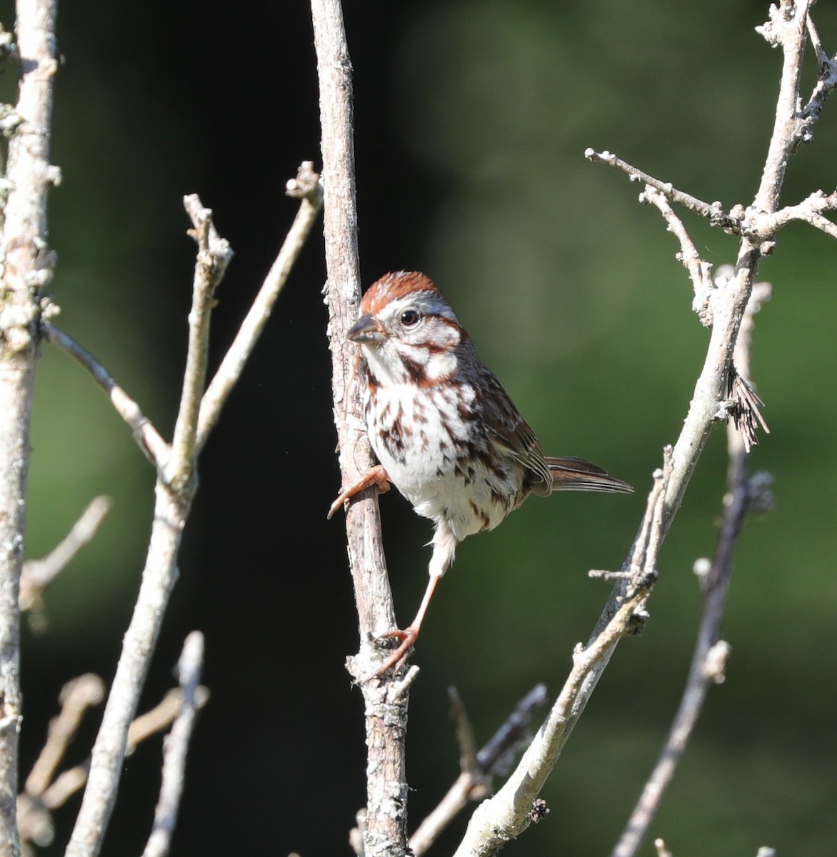 Song Sparrow - ML620428047