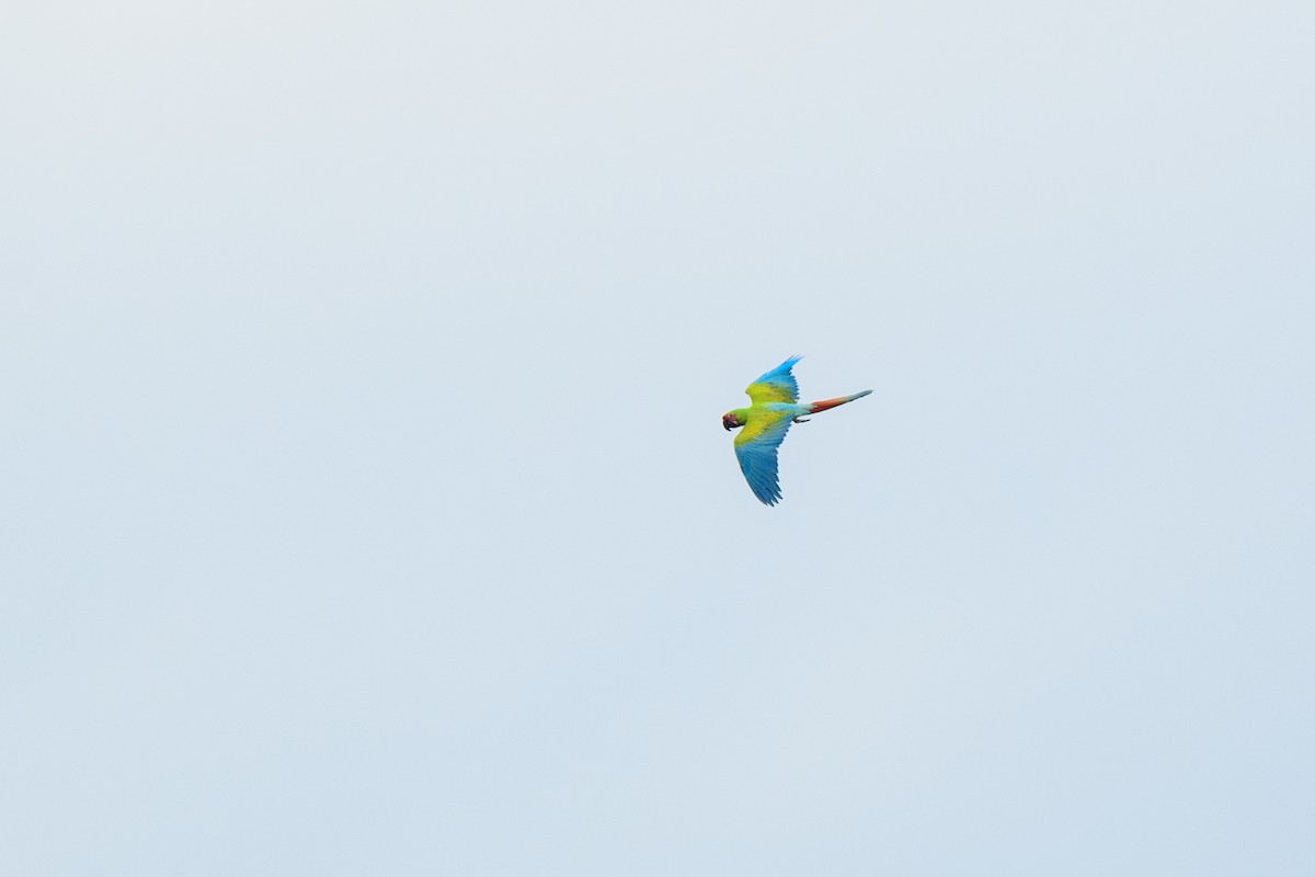 Great Green Macaw - ML620428053
