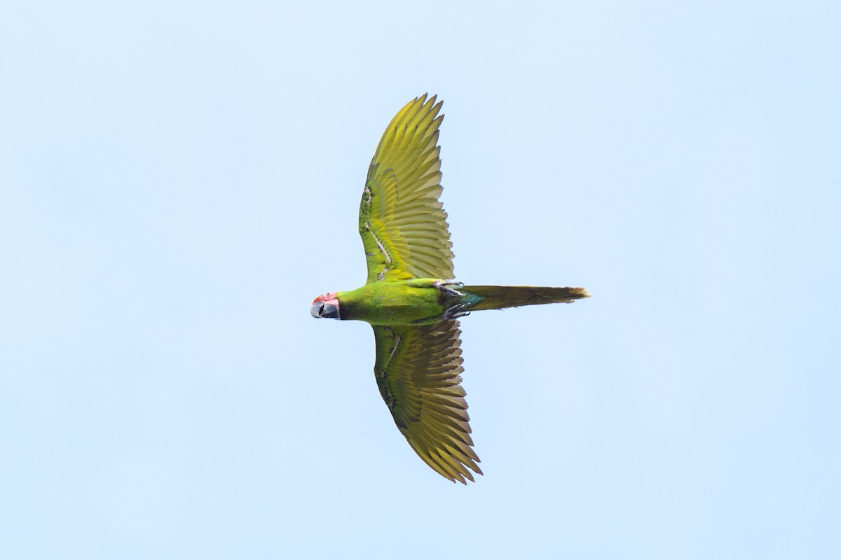 Great Green Macaw - ML620428054