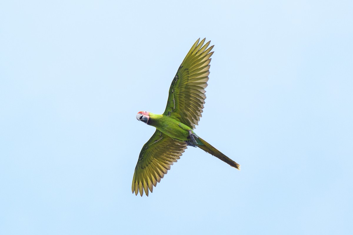 Great Green Macaw - ML620428055