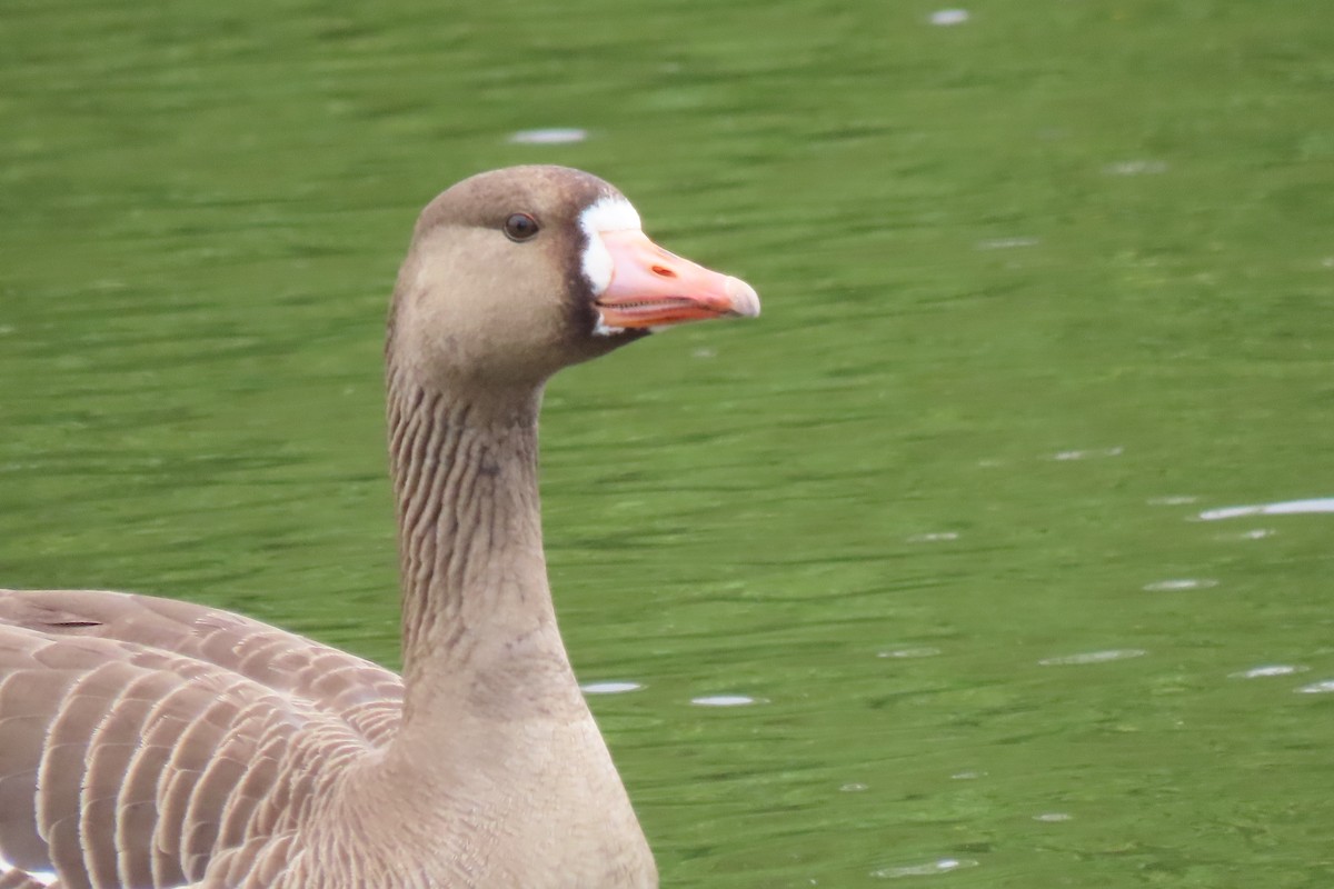 Greater White-fronted Goose - ML620428058