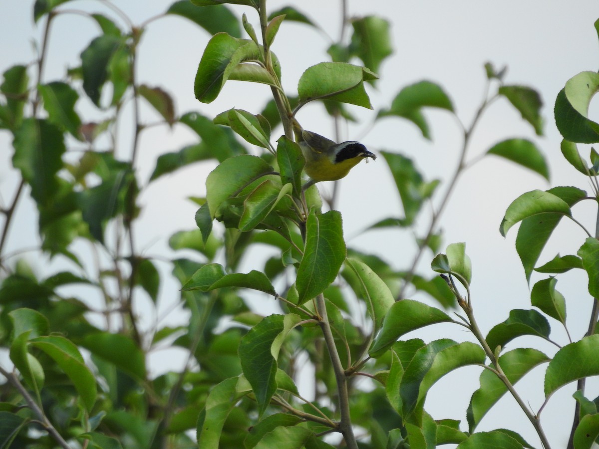 Common Yellowthroat - ML620428061