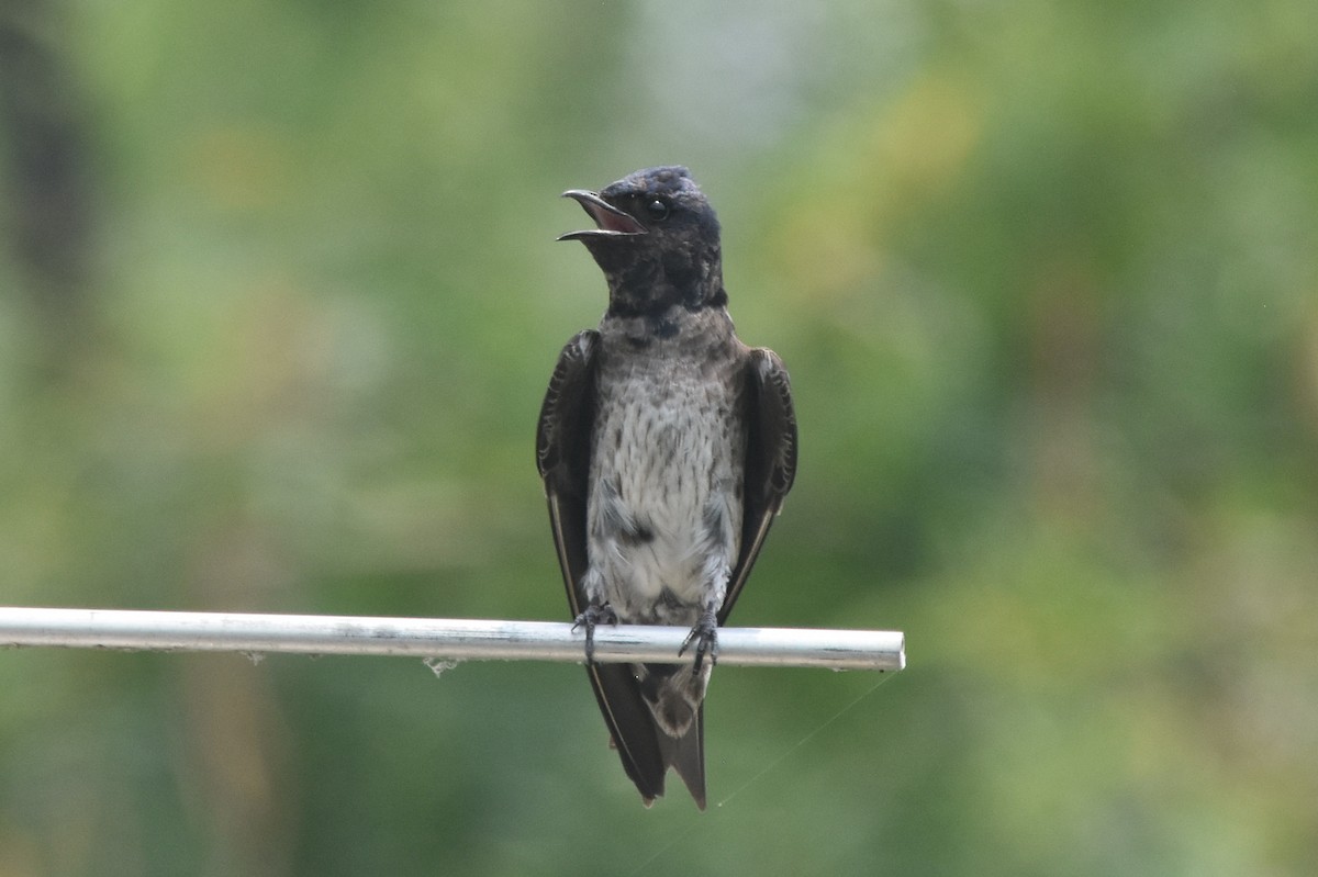 Purple Martin - ML620428062