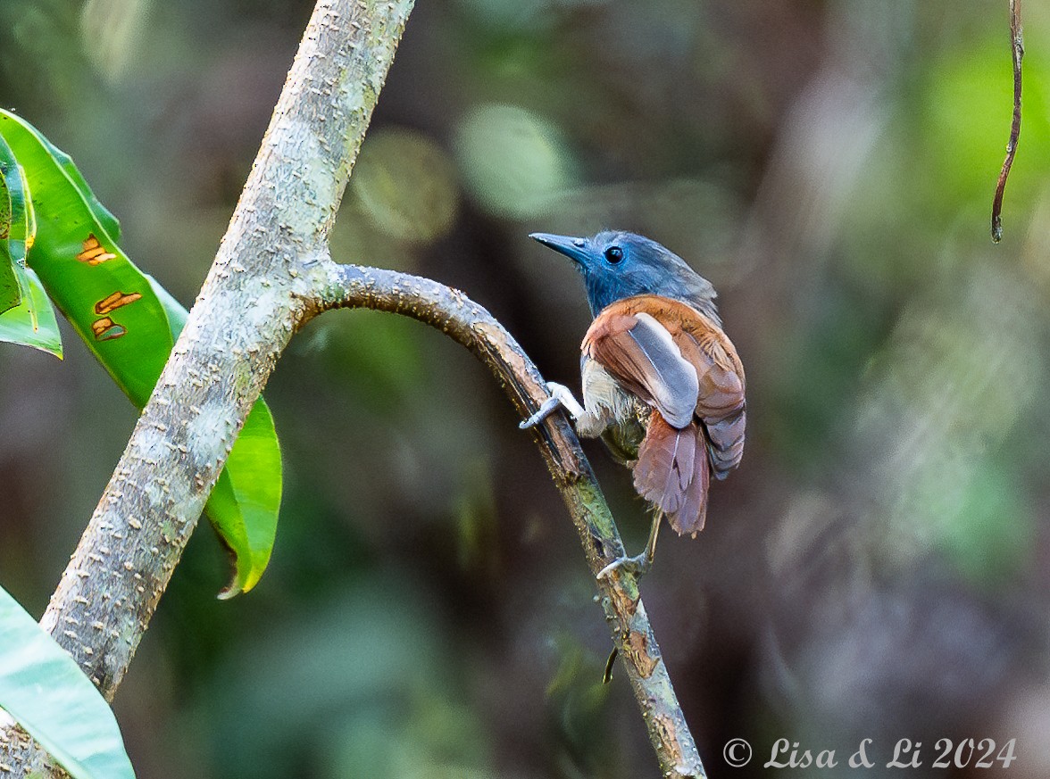 Gray-hooded Babbler - ML620428064