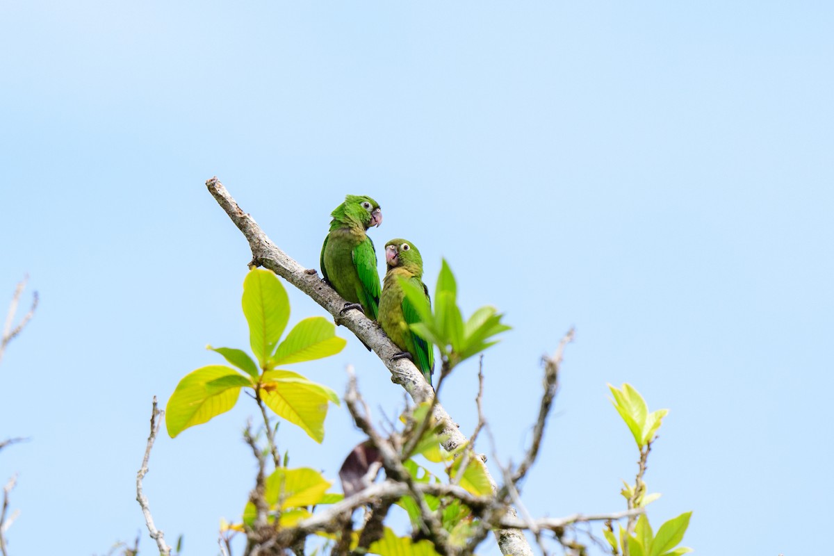 Olive-throated Parakeet - ML620428070