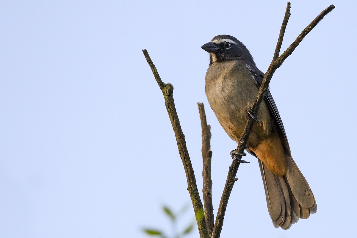 Cinnamon-bellied Saltator - ML620428073