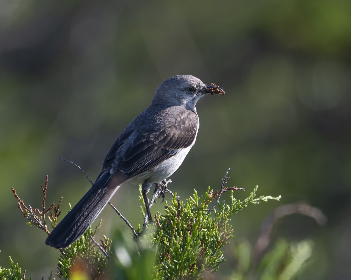 Northern Mockingbird - ML620428074