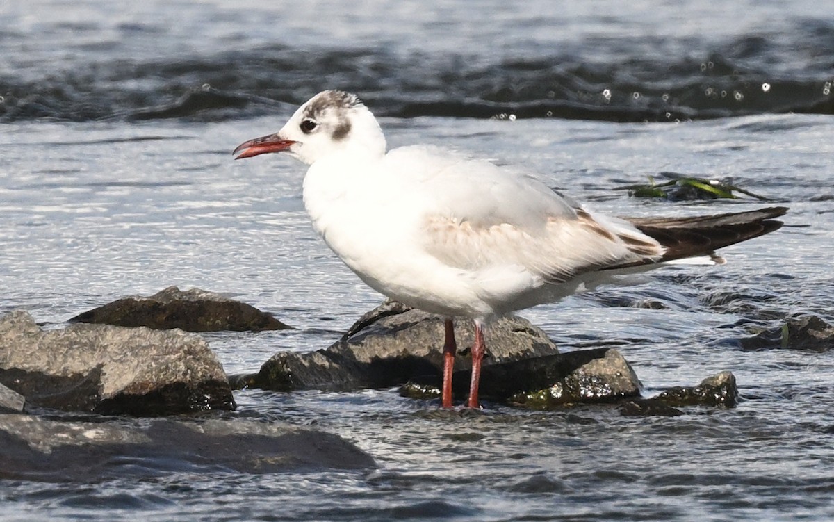 Gaviota Reidora - ML620428077