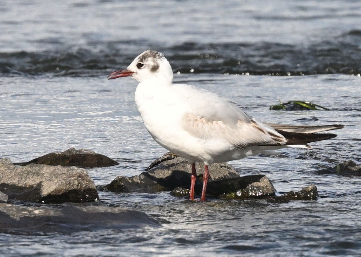 Mouette rieuse - ML620428078