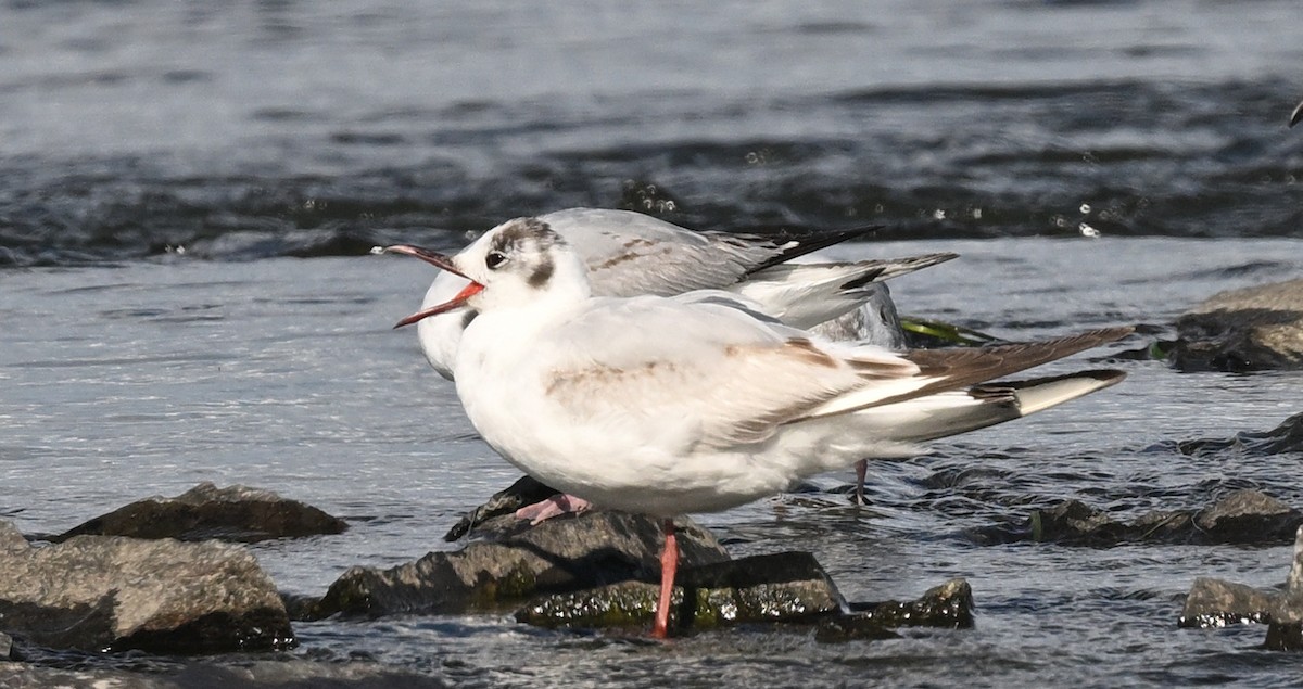 Mouette rieuse - ML620428080