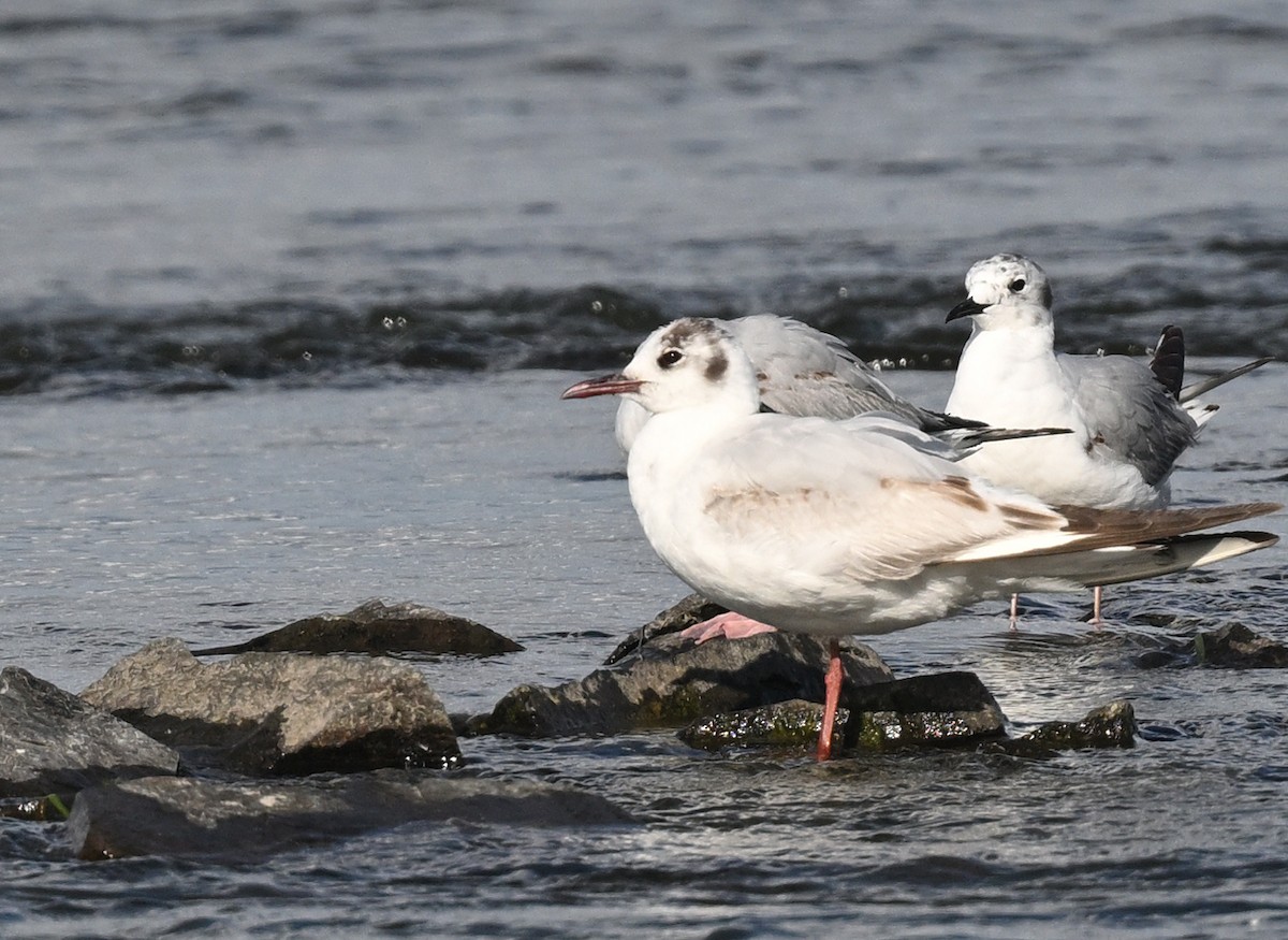 Black-headed Gull - Sylvain Cardinal