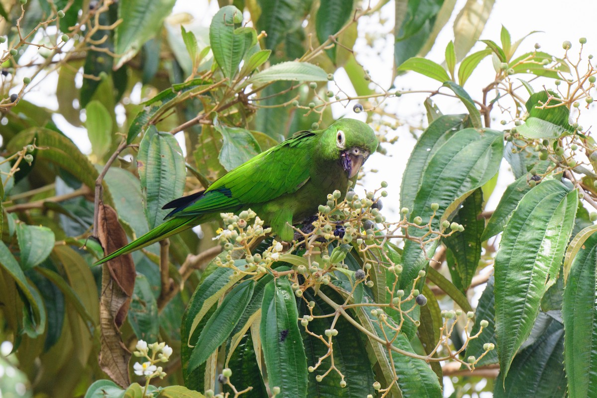 Olive-throated Parakeet - ML620428085