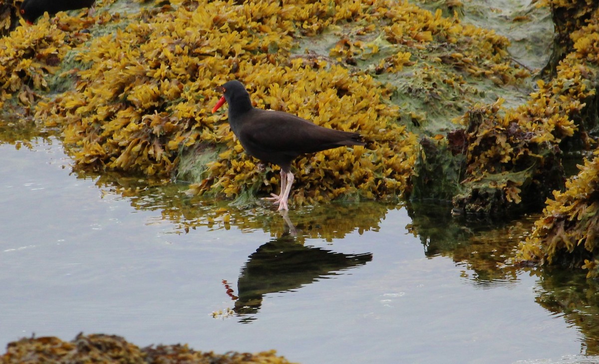 Black Oystercatcher - ML620428087