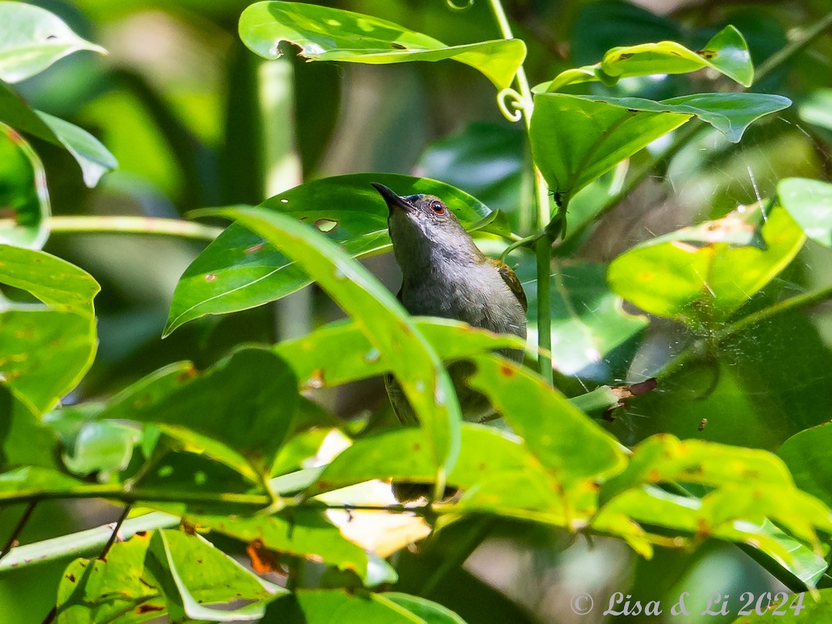 Schlichtnektarvogel - ML620428089