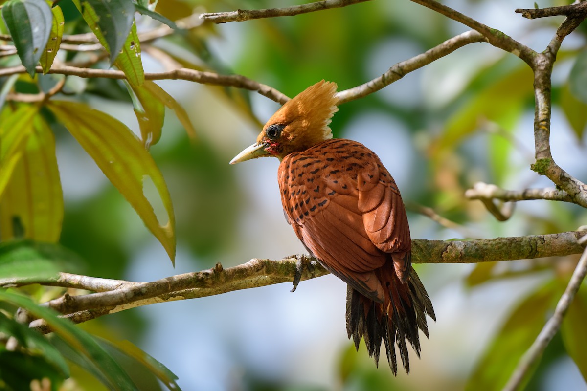 Chestnut-colored Woodpecker - ML620428091