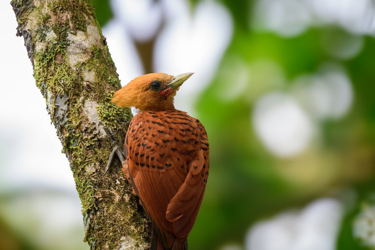 Chestnut-colored Woodpecker - ML620428094