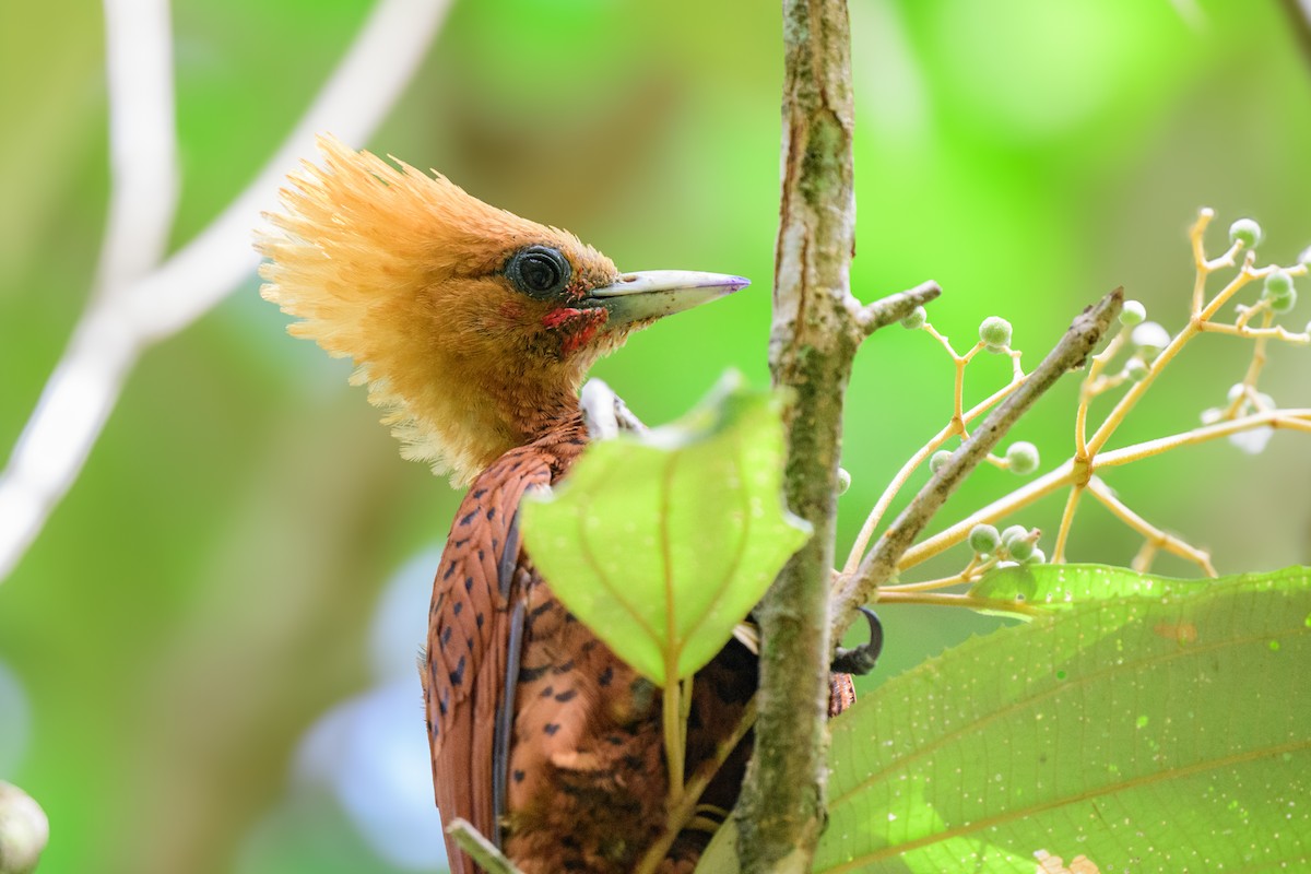 Chestnut-colored Woodpecker - ML620428097