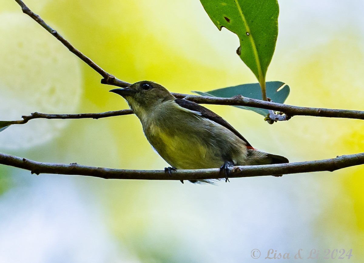 Scarlet-backed Flowerpecker - ML620428103